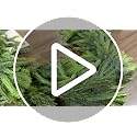 Deckit 15ft Christmas Garland with 100 LED Lights, Real-Touch PE Norfolk Pine & Cedar