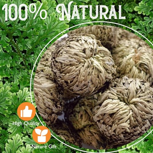 Rose of Jericho Resurrection Plant - 4-Pack Dried Fern for Home Decor