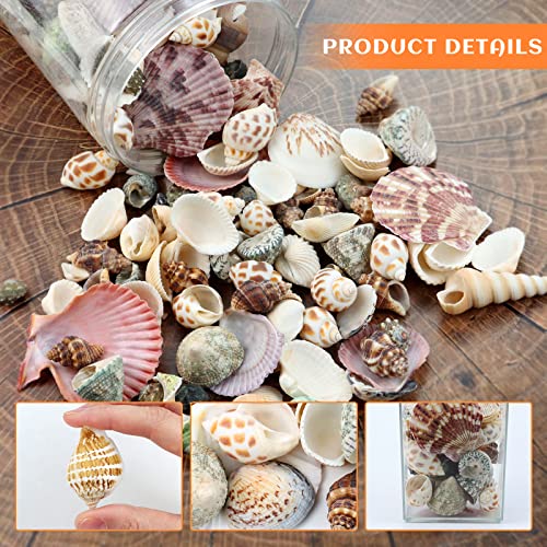 Natural Mixed Beach Seashells Bulk (200 Pcs) for DIY Crafts & Decor