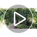 9ft Real Touch Christmas Cedar Garland - Thick Greenery Holiday Decor