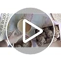 Rose of Jericho Resurrection Plant - 4-Pack Dried Fern for Home Decor