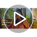 Organic California White Sage Incense Sticks - 9 Inch Smudge Sticks (24 Pack)