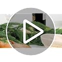 TISEMENT Norfolk Pine Garland 6ft with 10ft Light String – Premium Indoor/Outdoor Greenery