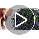 24-Inch Artificial Lavender Topiary Ball Tree Set - UV Resistant Faux Plant