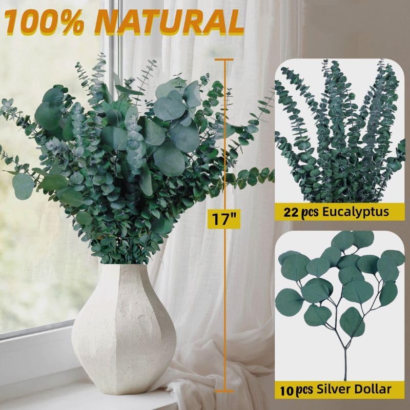 32-Piece Dried Eucalyptus Stems Bundle, 17-Inch Real Preserved Greenery