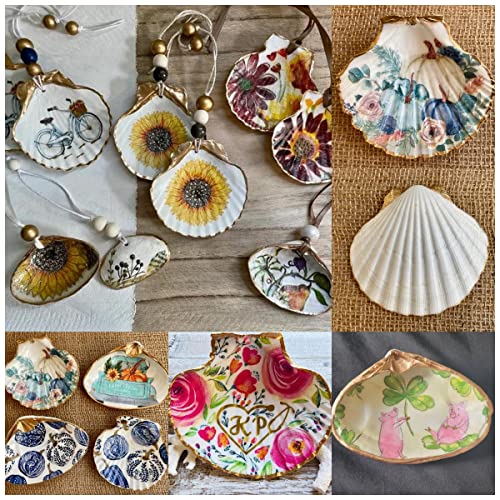 Large Natural Scallop Shells 4-5 Inch (10 Pack) for Crafting & Baking
