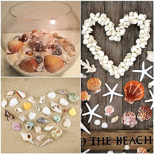 Mixed Natural Sea Shells & Starfish Set for Vase Fillers, Crafts & Decor