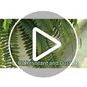 2PCS 45-Inch Large Artificial Boston Ferns, UV-Resistant Faux Fern Plants