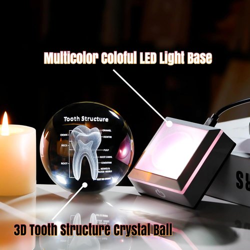3D Human Tooth Crystal Ball - Etched Anatomical Model Keepsake for Dentists | 3.15 in. with LED Light Base