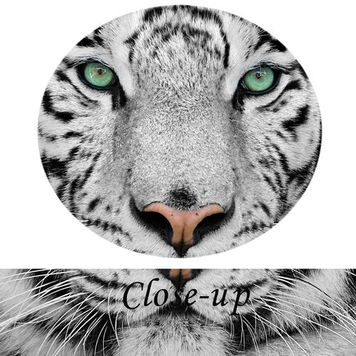 KREATIVE ARTS White Tiger Canvas Art Print Large Animal Wall Art Deco Canvas Picture Stretched on Wooden Frame as Modern Gallery Artwork Ready to Hang 24x24inch