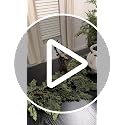 Senjie 6FT Cedar Garland 2-Pack Real Touch Christmas Mantel Decor with Wire - Leaf Variation