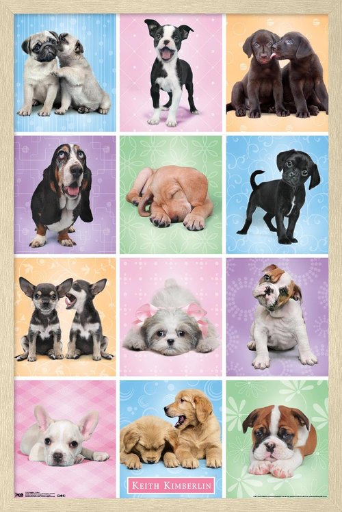 Keith Kimberlin - Puppies - Cuties Grid Wall Poster, 22.4L" x 14.7W", Blonde Framed Version