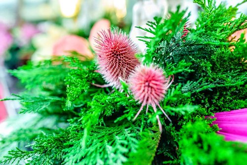 Health Embassy Fuller's Teasel Herb | Dipsacus Fullonum L | Herbal Tea (50g)