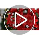 Waipfaru 9-Pack Poinsettias Flowers - 14'' Red Velvet Faux Christmas Bushes for Outdoors