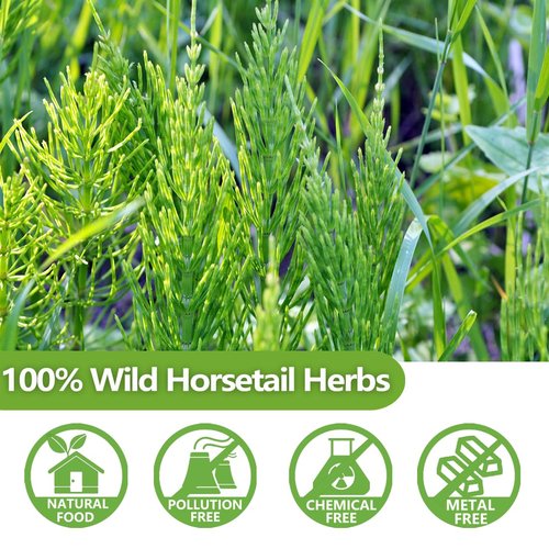 Premium 100 Horsetail Tea Bags, Made with 100% Wild Natural Horse Tail Herb, For Hair & Nail, No Additives & Caffeine Free-Cola De Caballo Hierba.