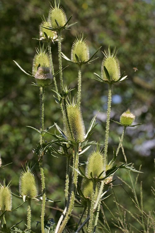 Health Embassy Fuller's Teasel Herb | Dipsacus Fullonum L | Herbal Tea (50g)