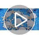 16-Piece Natural Starfish & Scallop Shells with Pearls (3-4 Inch) for Crafts