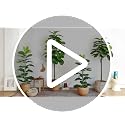 6FT Artificial Fiddle Leaf Fig Tree in White Planter - Faux Ficus Lyrata for Indoor Decor