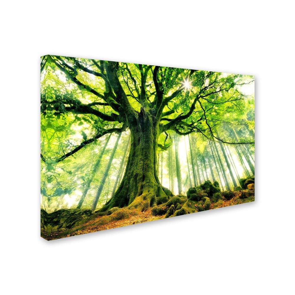 Canvas Wall Art - Christophe Kiciak 'Ponthus Beech' Wall Art for Living Room, Bedroom, or Office Décor by Trademark Fine Art