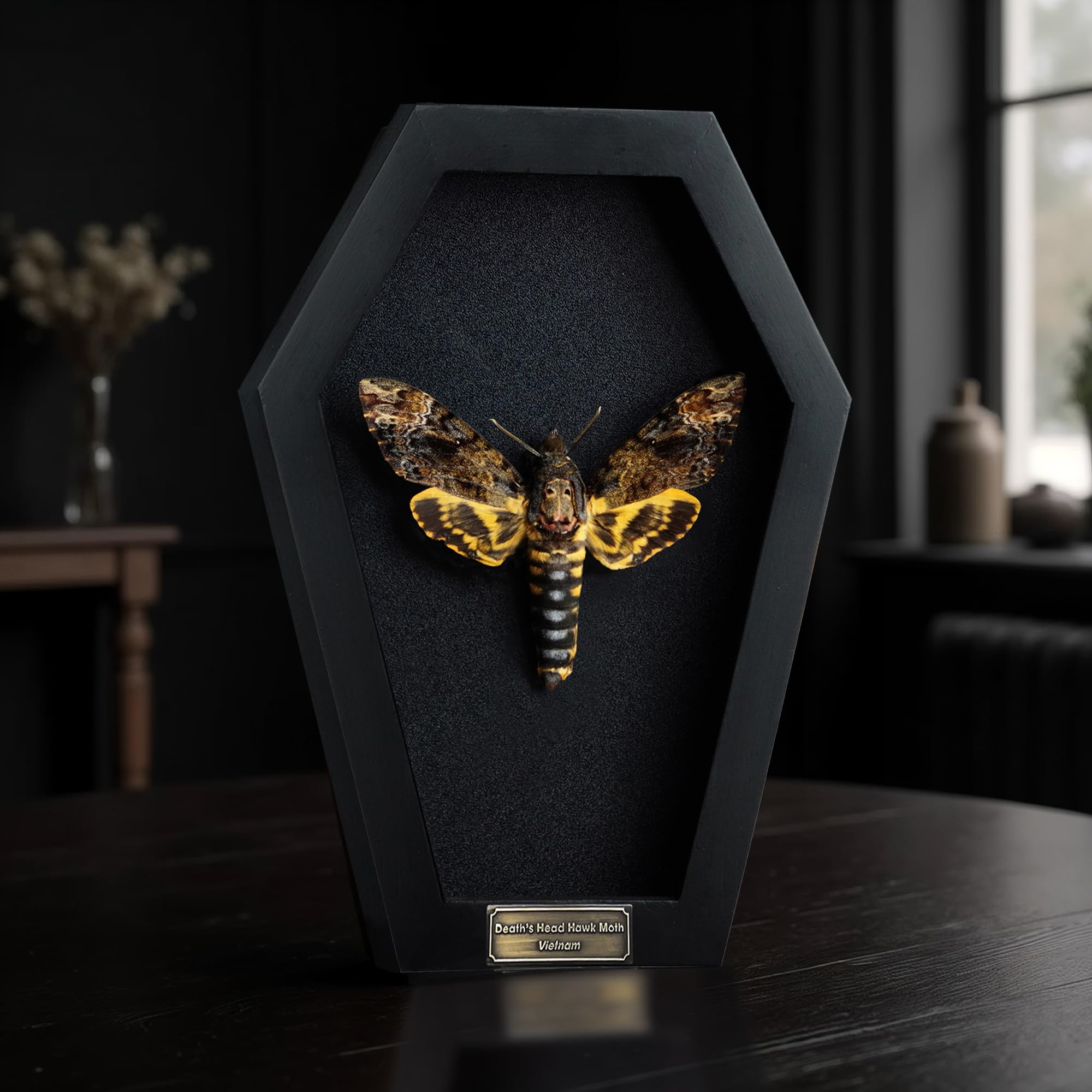 Real Death Head Moth Coffin Frame Taxidermy Skull Moth Bug Curiosities and Oddities Spread Preserved Spooky Gothic Decor for Home Black Shadow Box Artwork Collection Decoration CF18-01-DE-A9