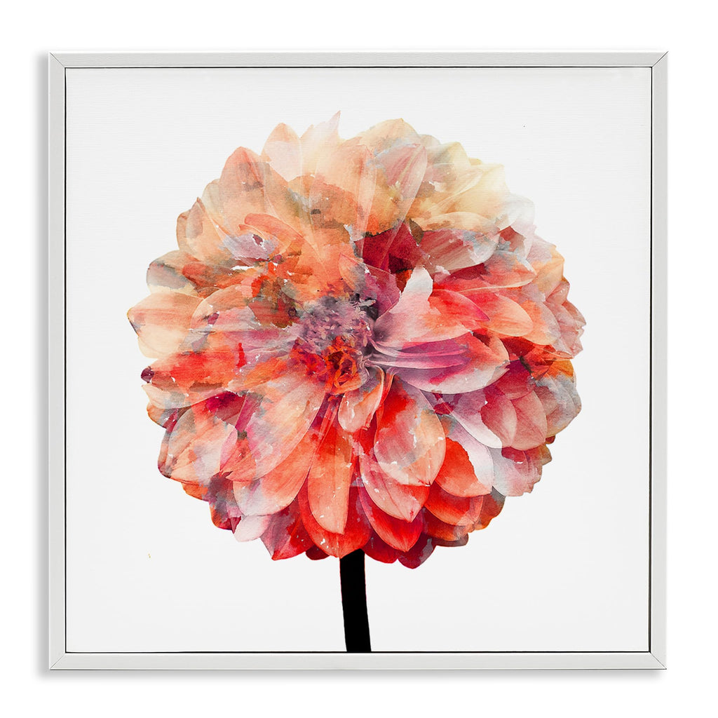 Stupell Industries Bright Coral Watercolor Bloom Dahlia Flower, Design by Kimberly Allen White Framed Wall Art, 24 x 24, Pink