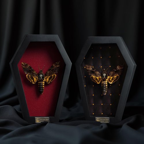 Real Death Head Moth White Skull Acherontia Gothic Witchy Spooky Halloween Butterfly Entomology Shadow Box Insect Oddity Curiosities Taxidermy Wall Art Home Decor Living Gallery CF18-01-DO-MT