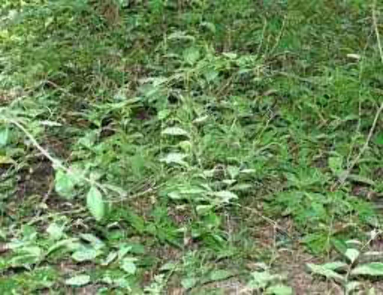 Rastaman Stew Guinea Hen Weed Tea 4oz – Jamaican Anamu (Petiveria Alliacea) Dried Leaves, Stems & Roots | Wildcrafted Loose Leaf Herbal Bush Tea