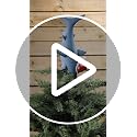 Great White Shark Christmas Tree Topper - 10-Inch Santa Shark Holiday Decor