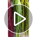 5 Pcs Natural Preserved Hanging Amaranthus Flowers, 23-30 Inch Spring Green