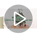 2ft Norfolk Pine Tree with Pot - Siyaluens Tabletop Christmas Tree (1pc, 2ft)