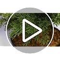 4ft Artificial Cedar Topiary Trees - Set of 2 Faux Potted Outdoor Plants