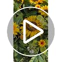 Sunflower Wreath for Front Door 24 Inch Spring Summer Outdoor Decor Handmade