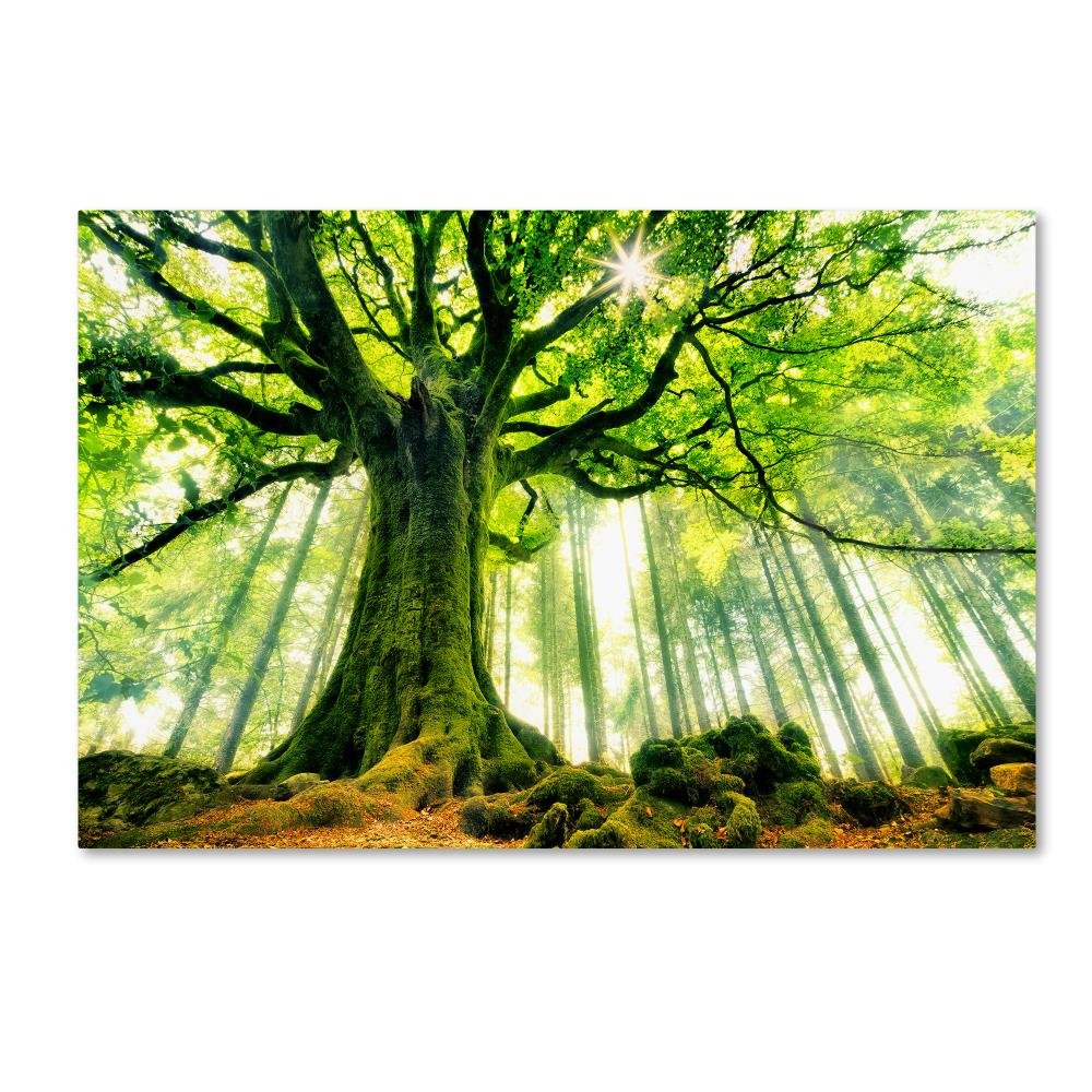 Canvas Wall Art - Christophe Kiciak 'Ponthus Beech' Wall Art for Living Room, Bedroom, or Office Décor by Trademark Fine Art