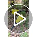 Artificial Feathered Goldfinch Ornaments with Clips, 2 Pack Foam Birds