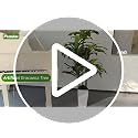 5FT Artificial Dracaena Tree with White Planter - Indoor Fake Plant