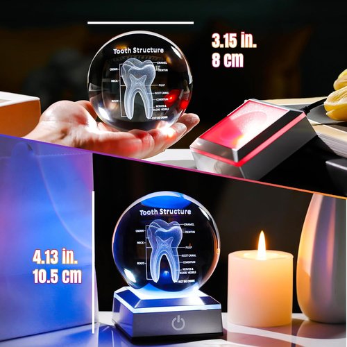 3D Human Tooth Crystal Ball - Etched Anatomical Model Keepsake for Dentists | 3.15 in. with LED Light Base