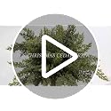 Artificial 18-Inch Cedar Branches for Christmas Decor - 12 Pack
