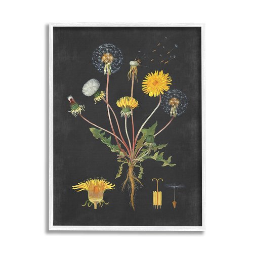Botanical Drawing Dandelion On Black Design
