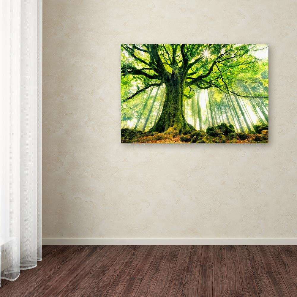 Canvas Wall Art - Christophe Kiciak 'Ponthus Beech' Wall Art for Living Room, Bedroom, or Office Décor by Trademark Fine Art