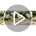 Large 3D White Paper Butterfly Hanging Decorations for Party Wall Decor