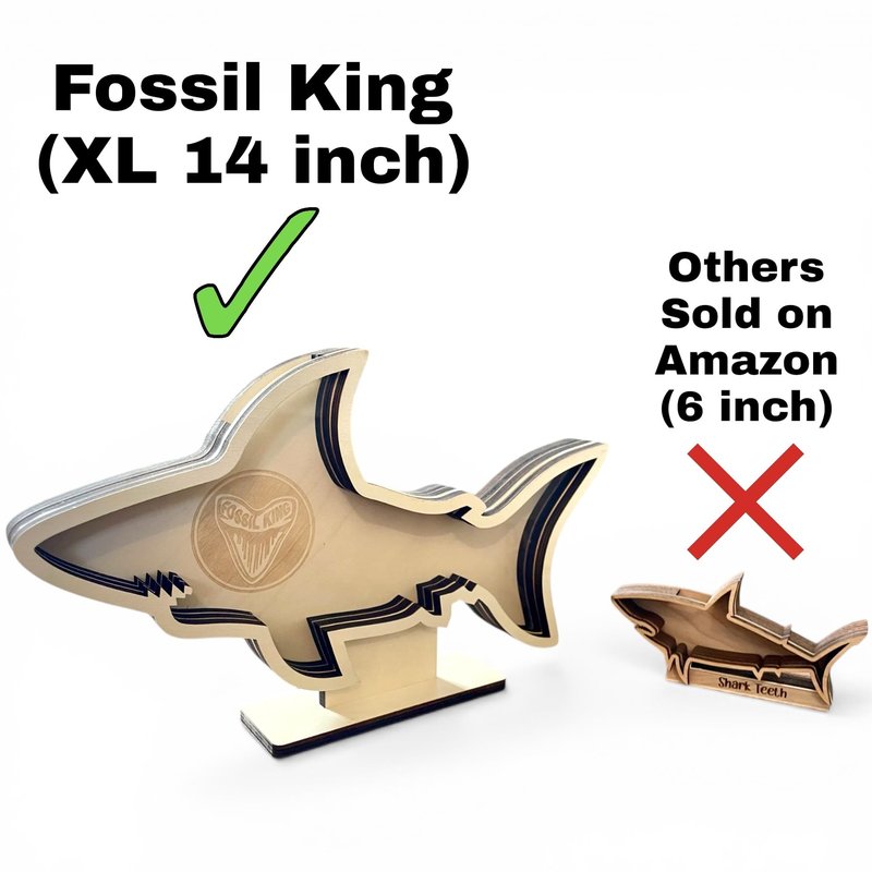 Shark Tooth Display Case XL 14” – Megalodon-Shaped Shark Teeth Holder for Collectors – Wooden Display for Fossilized Shark Teeth – Shark Tooth Holder Coastal Décor by Fossil King
