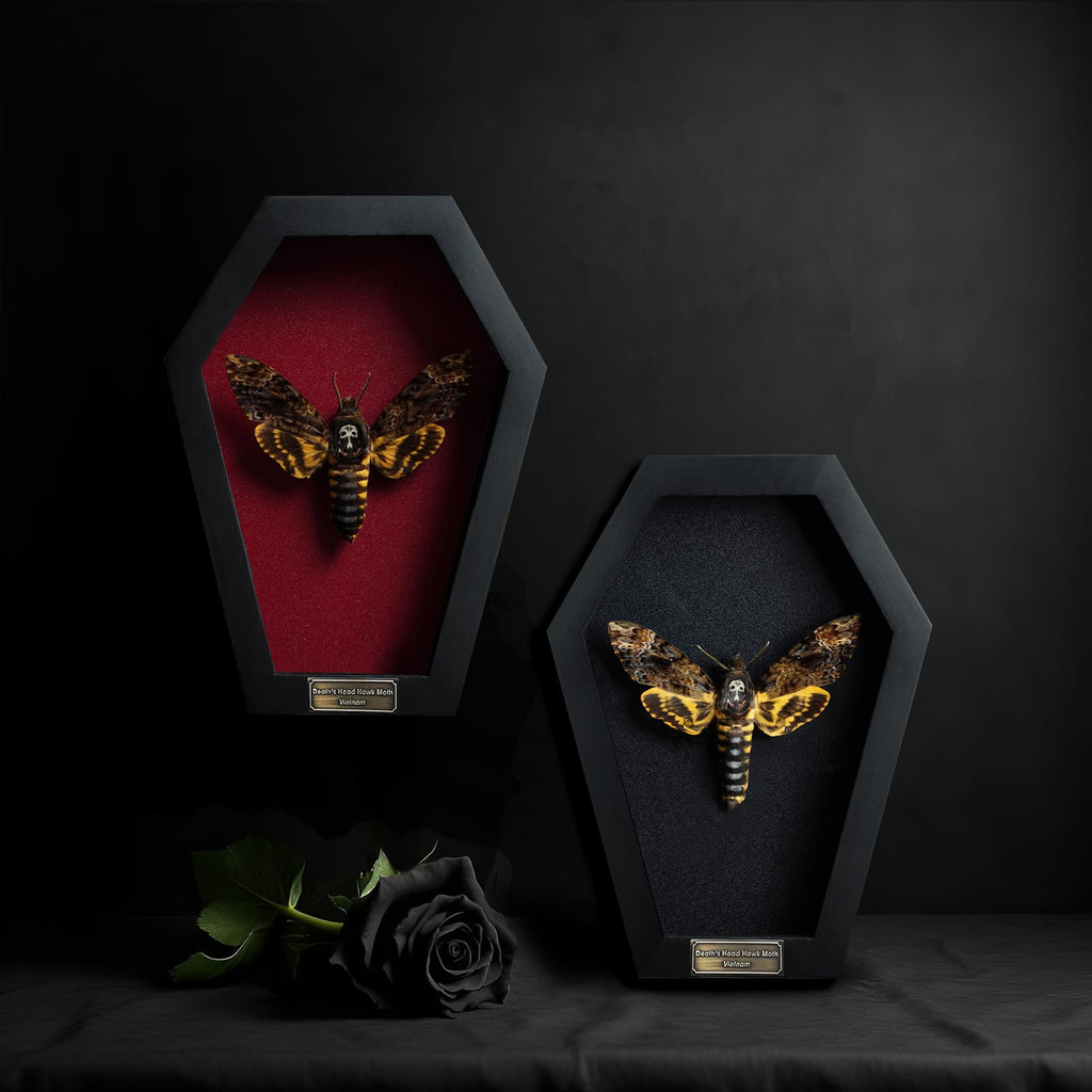 Real Death Head Moth White Skull Acherontia Gothic Witchy Spooky Halloween Butterfly Entomology Shadow Box Insect Oddity Curiosities Taxidermy Wall Art Home Decor Living Gallery CF18-01-DO-MT