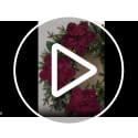 M2cbridge Red Velvet Magnolia Flowers Artificial Poinsettia Stems, 4PCS Christmas Decor