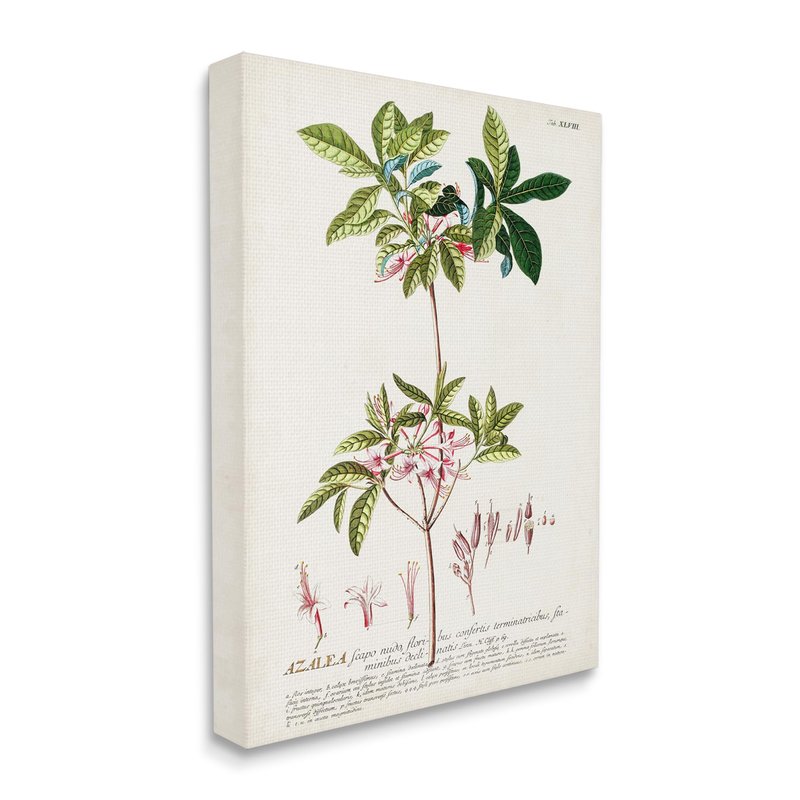 Stupell Industries Botanical Plant Illustration Pink Flowers Vintage Design, Design by Unknown, 30 x 24, Canvas Wall Art