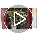 19-Inch Artificial Eucalyptus & Boxwood Front Door Wreath with Berries