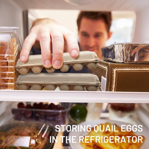 HavRixor Quail Egg Cartons 30 Pack- Holds Up to Two Dozen 24 Counts Eggs Bulk Blank Container Empty Cardboard Thickness Natural Pulp Egg Boxes, with Stickers