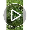 2-Pack UV Resistant Artificial White Flower Bushes with Ground Stakes