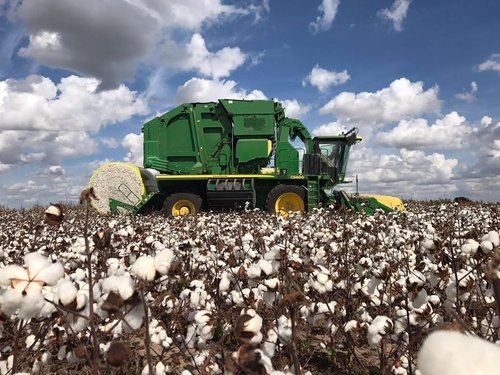 Grown In The USA Raw Cotton Stuffing - Natural, Eco-Friendly Batting | 3 lb Bag