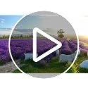 Natural Fragrant Dried Lavender Buds - Ultra Blue Grade (225g / 0.5 lb)