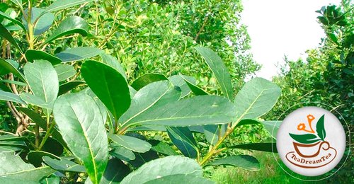 Yerba Mate Tea - Green Cut & Sifted - Unsmoked Energy Boost - 400 Tea Bags - Packed with Nutrients - Your Perfect Coffee Replacement